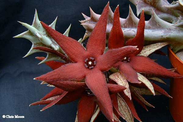 Orbea_lutea_ssp._vaga