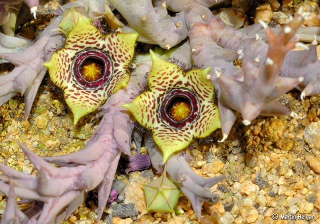 Orbea-paradoxa