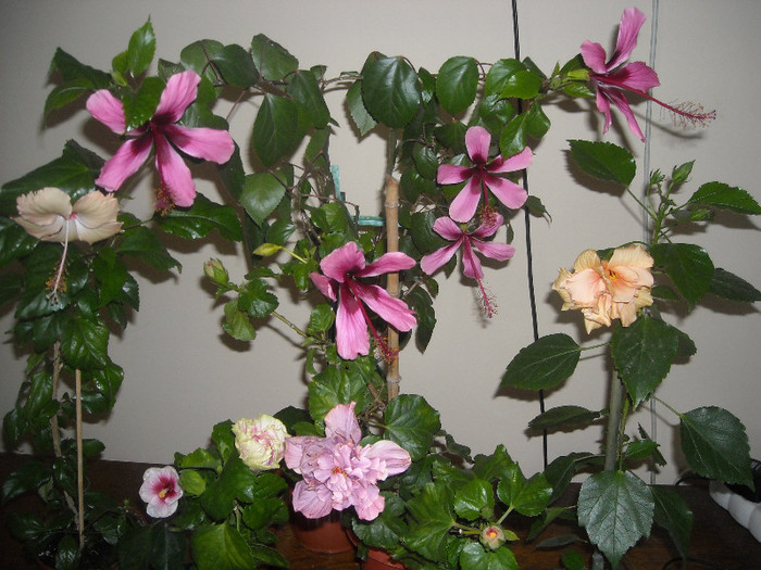 Hibiscus grup - Hibiscus 2012-3