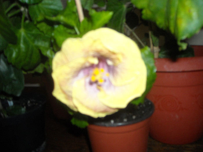 Hibiscus Gator Pride - Hibiscus 2012-3