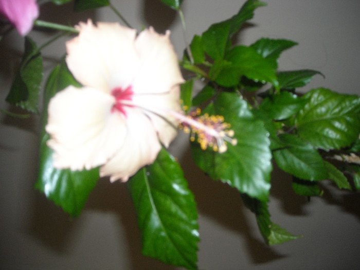 Hibiscus Fort de France - Hibiscus 2012-3