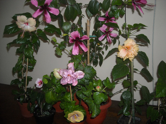 Hibiscus grup - Hibiscus 2012-3