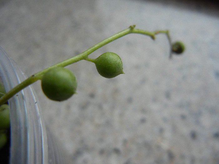 Senecio rowleyanus (2012, Sep.08) - Senecio rowleyanus