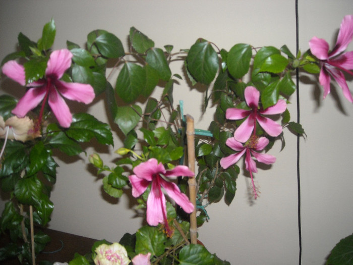 Hibiscus Fidjian Island