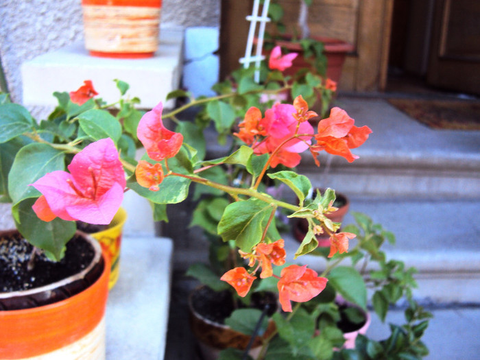 e un coraille simplu - Bougainvillea- un nou sezon