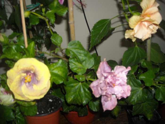 Hibiscus grup