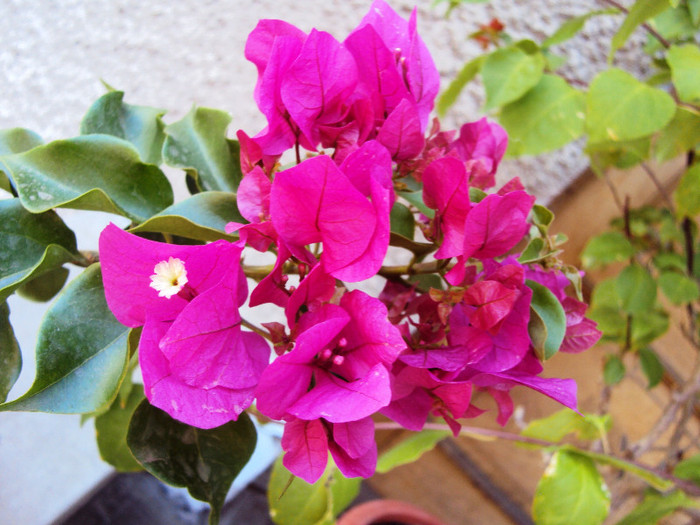 DSC00304 - Bougainvillea- un nou sezon