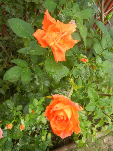 Rose Monica (2012, September 07) - Rose Monica