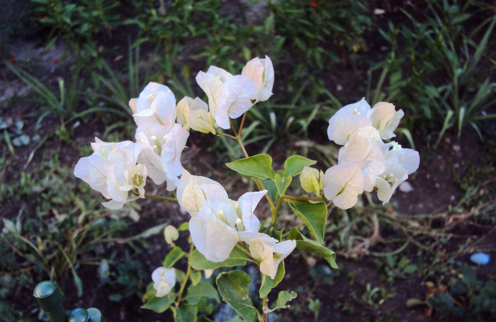 DSC00251 - Bougainvillea- un nou sezon