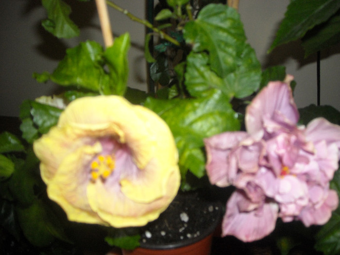 Hibiscus Gator Pride +  Thunderhead