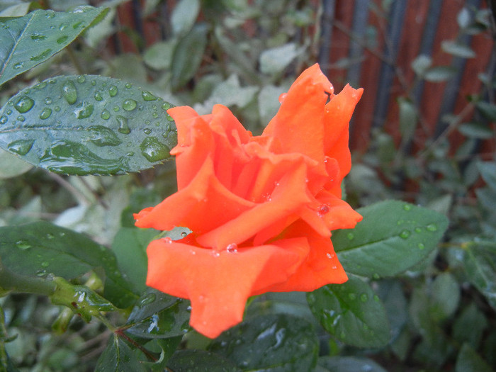 Rose Monica (2012, September 07) - Rose Monica