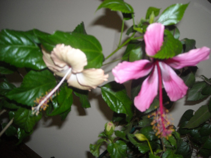 Hibiscus Fort de France +  Fidjian Island