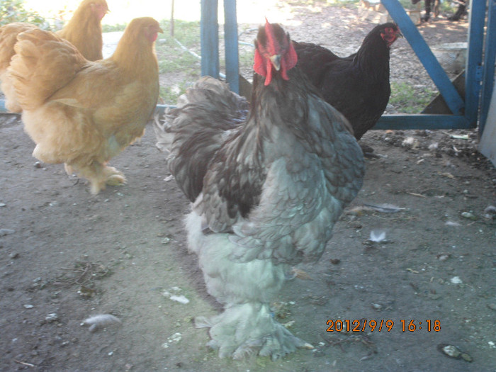 IMG_3156 - Cochin albastru 2016-2017