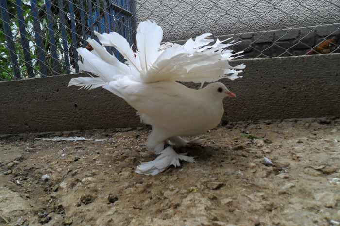 Femela voltat indian alba incaltata