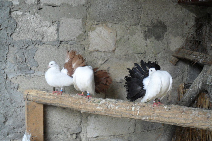 Voltati albi cu coada neagra si rosie