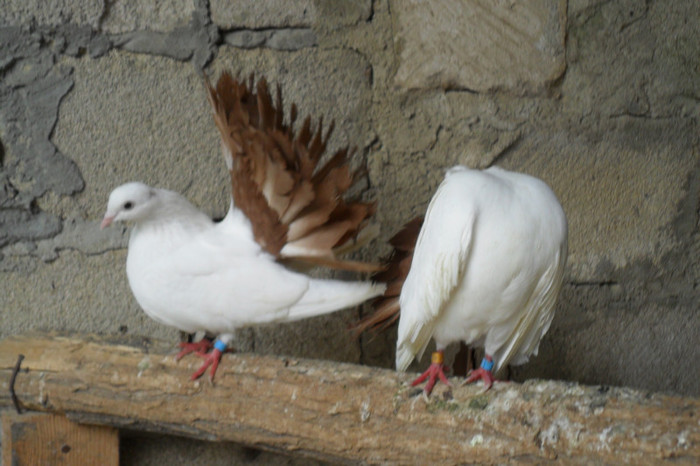 Voltati albi cu coada rosie