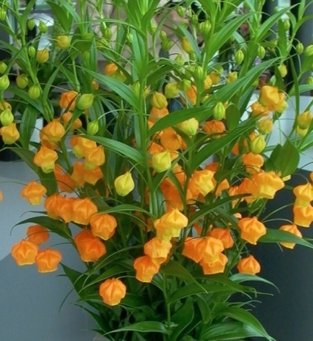 Golden-Lily-Of-The-Valley