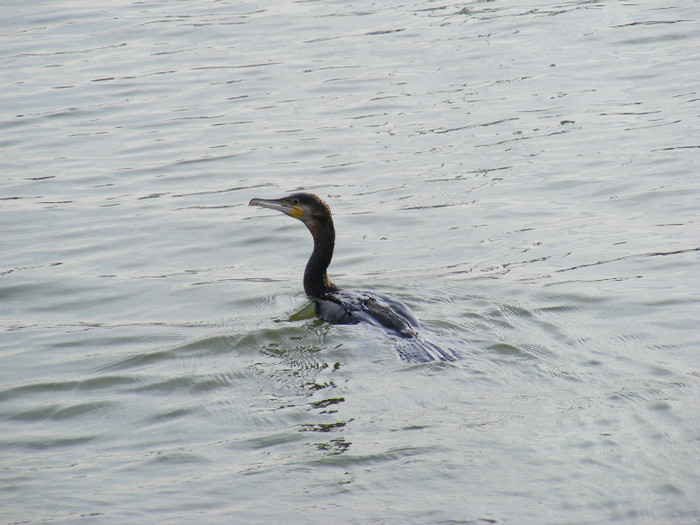 cormoranul mare-sfantu gheorghe-tulcea