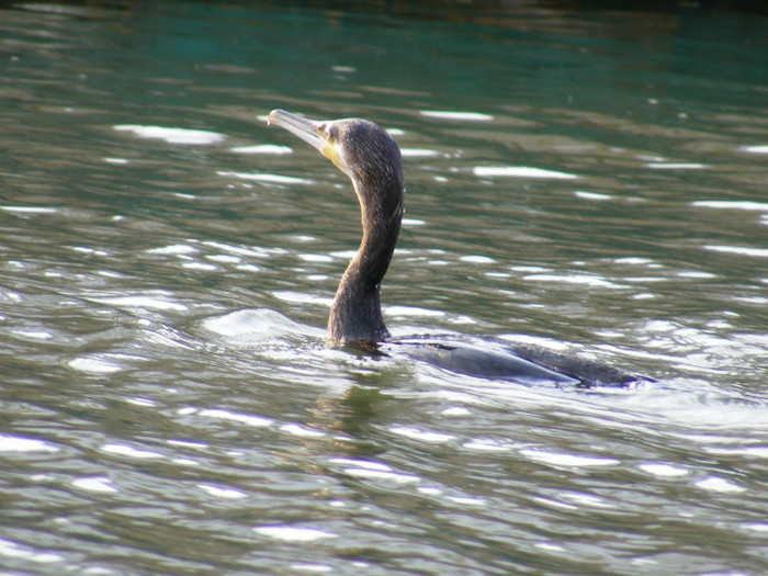 cormoranul mare - 2- pasari salbatice