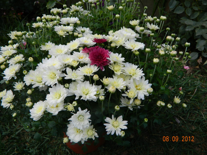 Din radacina alba - Crizanteme 2012