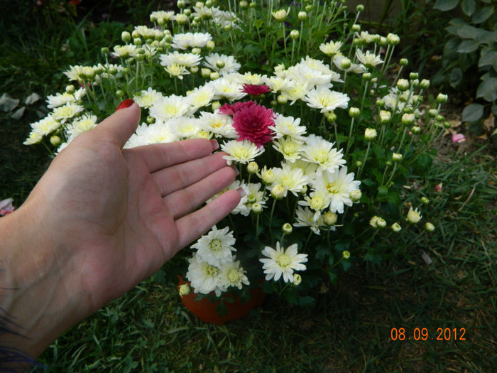 are 3 flori mov - Crizanteme 2012