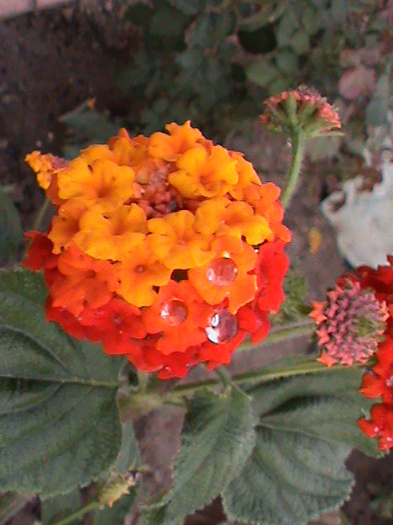 DSC01853 - GRADINUTA 2012