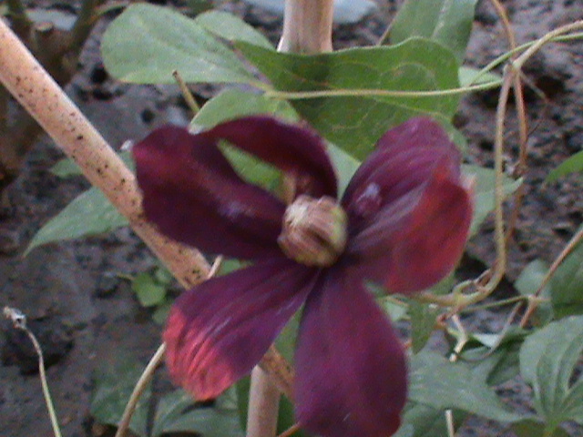 cardinal prima floare