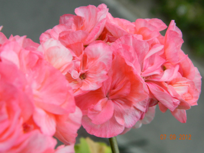 DSCN1873