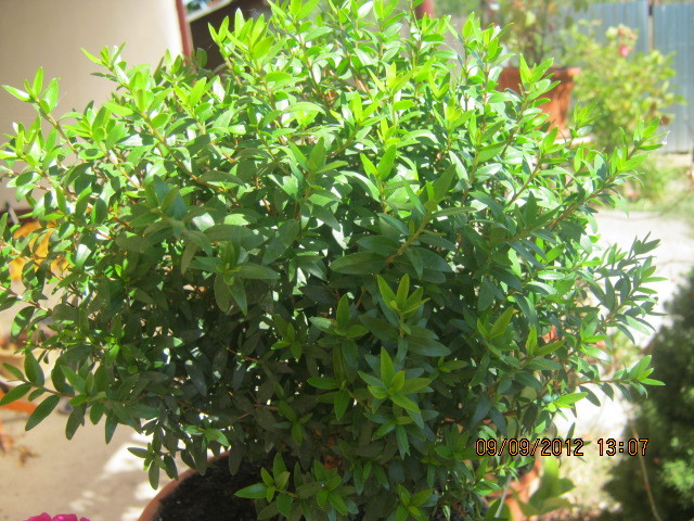 mirt - florile  anului  2012