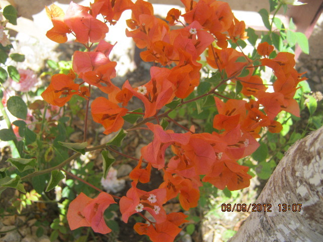 Picture 092
