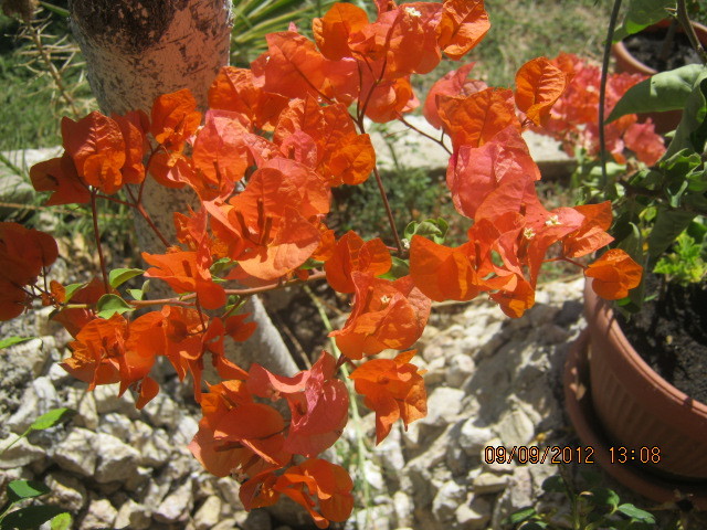 Picture 098 - florile  anului  2012