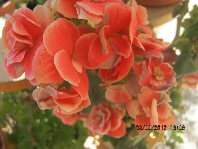 Picture 097 - florile  anului  2012
