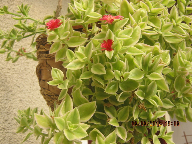 Picture 100 - florile  anului  2012