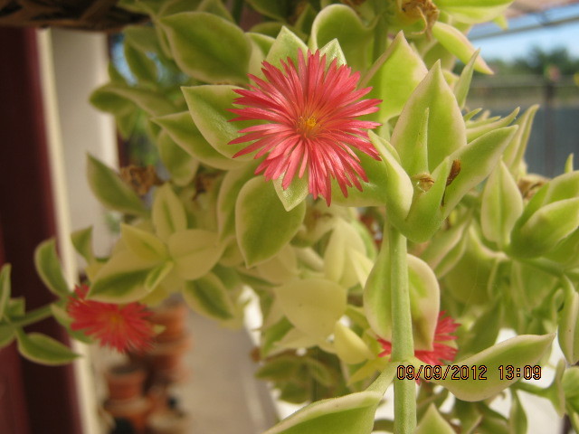 Picture 101 - florile  anului  2012