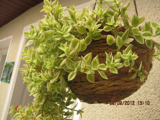 Picture 104 - florile  anului  2012
