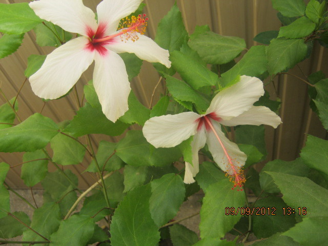 Picture 121 - florile  anului  2012