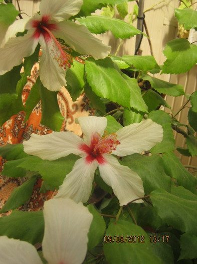 Picture 125 - florile  anului  2012