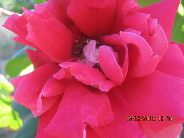 Picture 132 - florile  anului  2012