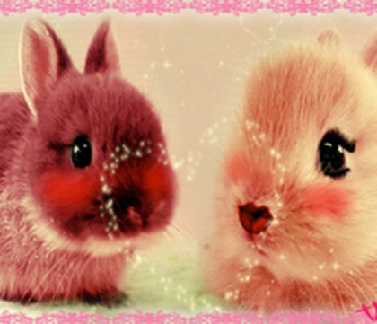 bunny-cute-505368