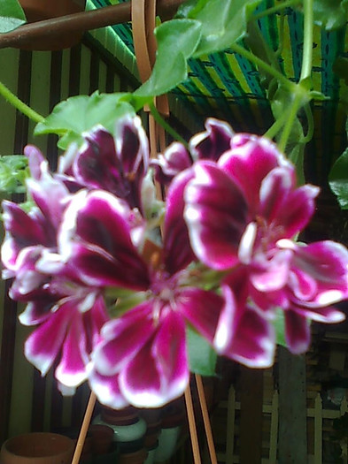 2 nuante de bordo , roz si putin roz - curgatoare - Pelargonium