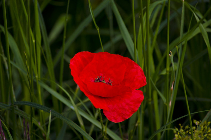 Vacanta-6856_1024x683