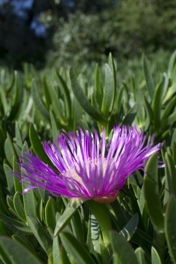 Vacanta-7430_512x768 - 2012 THASSOS IUNIE