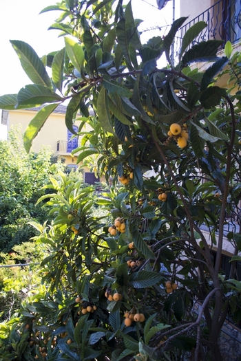 Vacanta-7963_512x768