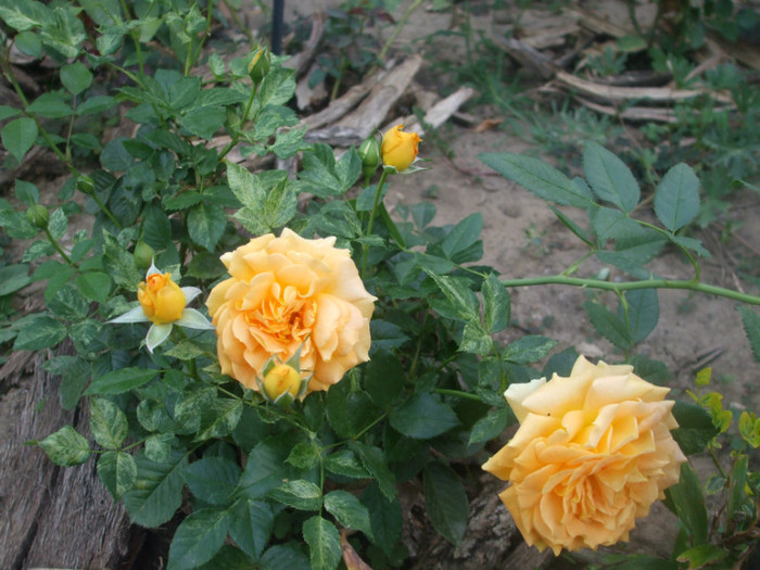 Goldelse