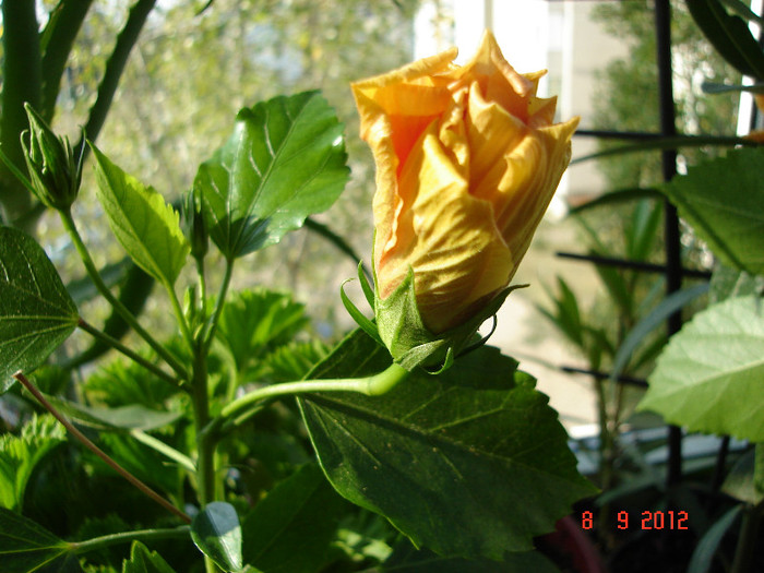 DSC07682 - HIBISCUS