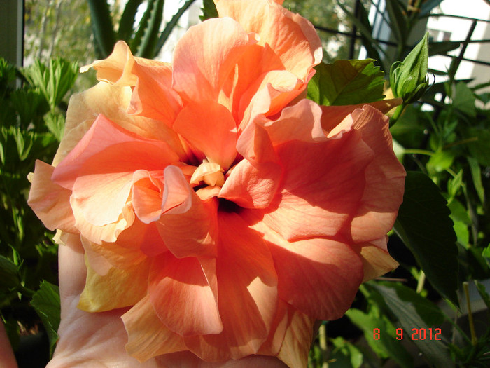 DSC07680 - HIBISCUS