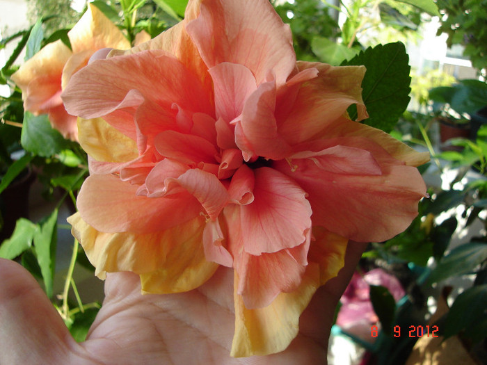 DSC07679 - HIBISCUS