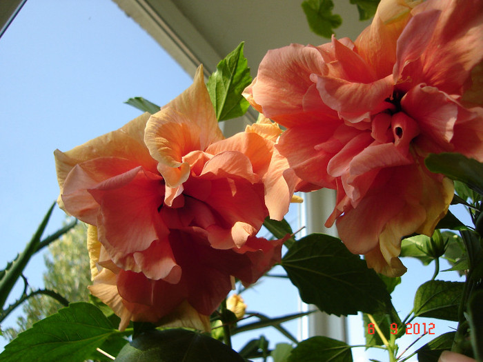 DSC07676 - HIBISCUS