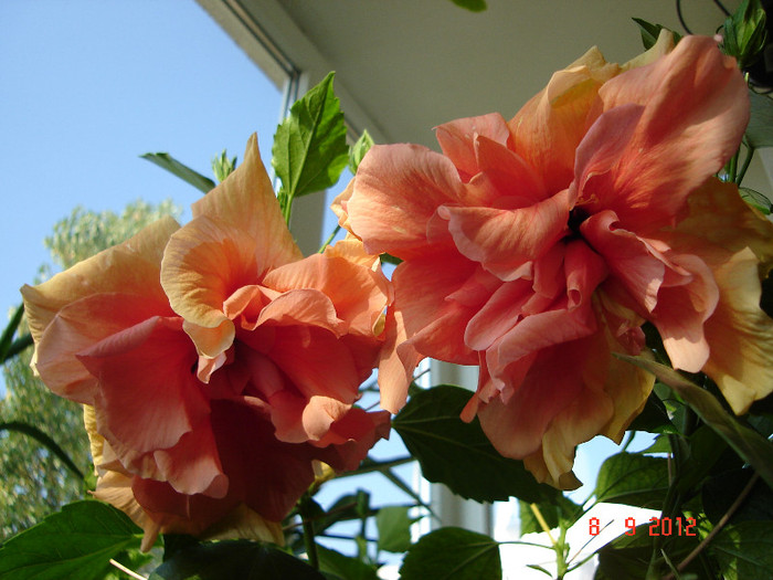 DSC07675 - HIBISCUS