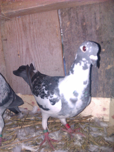 IMAG0377 - 2 puii 2012